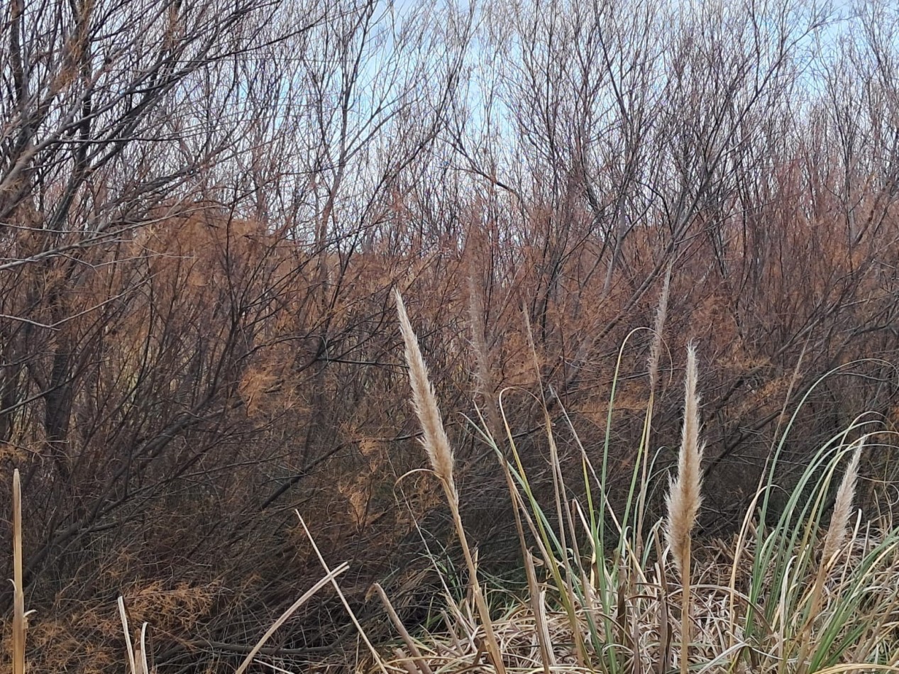 Ideal para cabañas, comercio o vivienda: dos lotes juntos