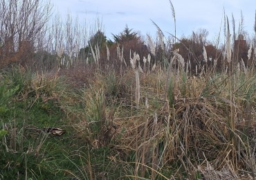 Ideal para cabañas, comercio o vivienda: dos lotes juntos